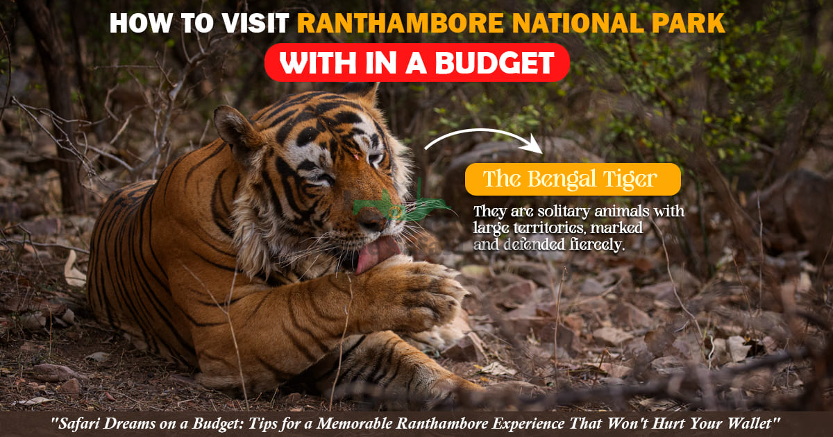 Ranthambore on Budget