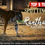 tigers in Ranthambore