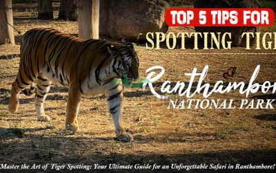 tigers in Ranthambore