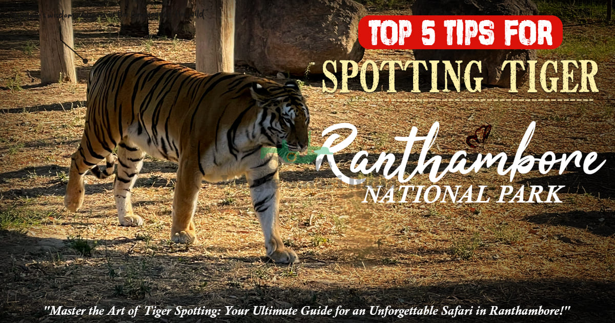 tigers in Ranthambore