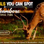 top animals in Ranthambore