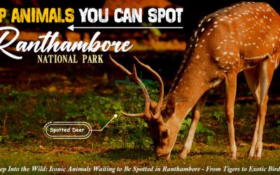 top animals in Ranthambore