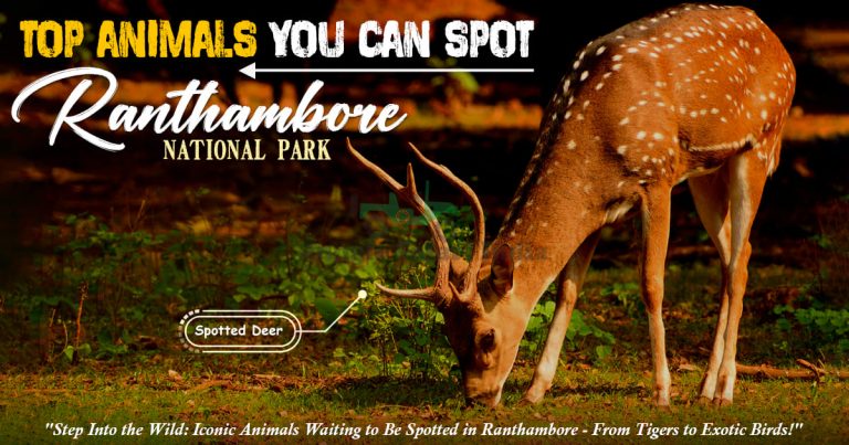 top animals in Ranthambore
