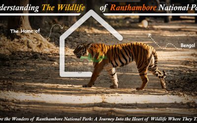 wildlife of Ranthambore