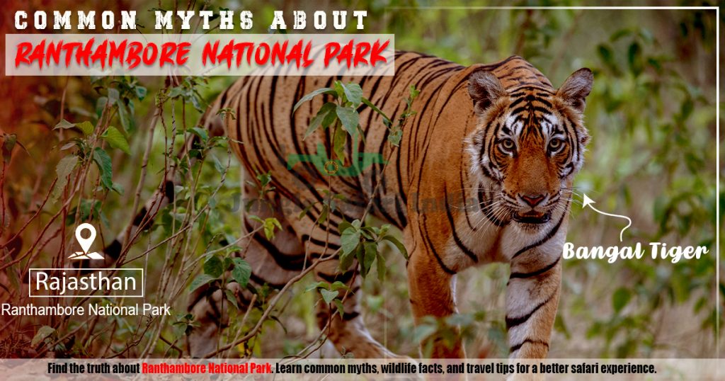 Common Myths About Ranthambore National Park