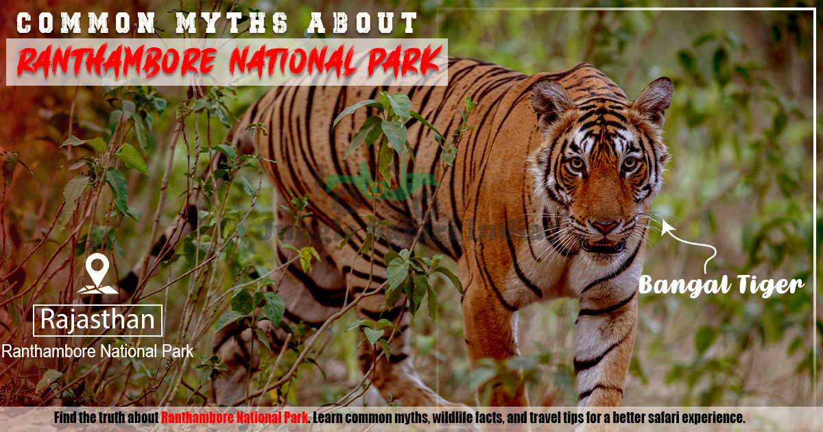 Common Myths About Ranthambore National Park