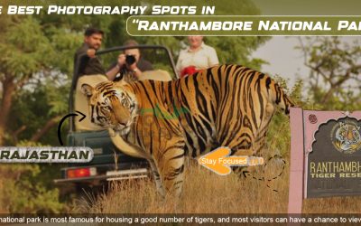 The Best Photography Spots In Ranthambore National Park The Best Photography Spots In Ranthambore National Park