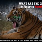 What Are the Odds of Seeing A tiger in ranthambore. copy