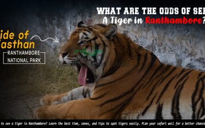 What Are The Odds Of Seeing A Tiger In Ranthambore? What Are the Odds of Seeing A tiger in ranthambore. copy