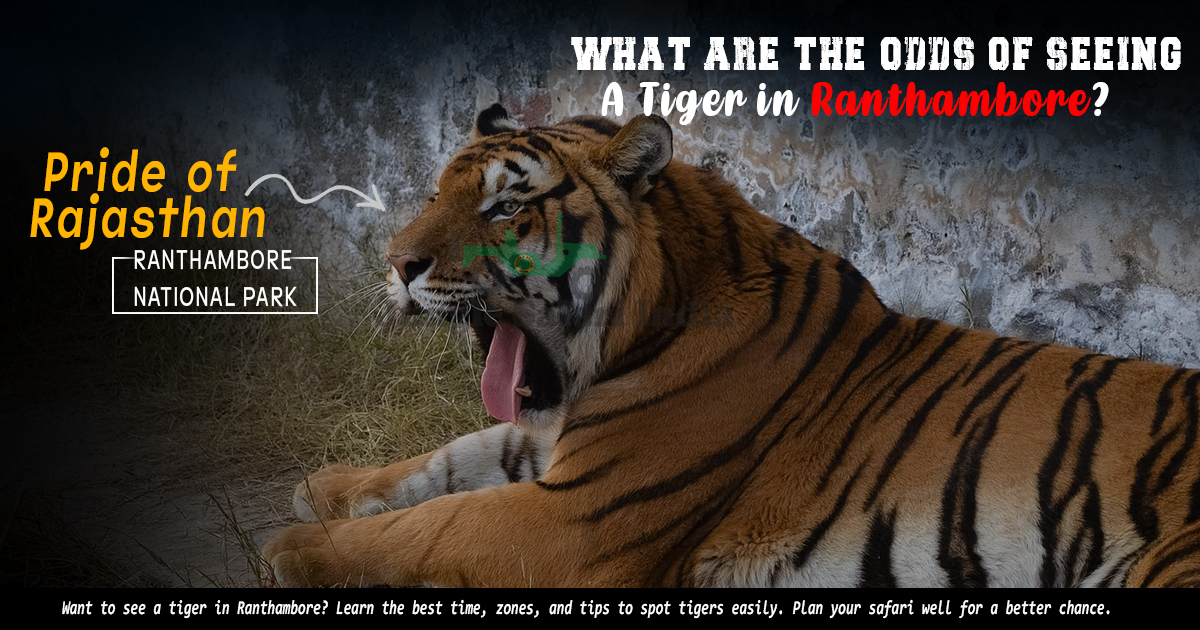 What Are the Odds of Seeing A tiger in ranthambore. copy