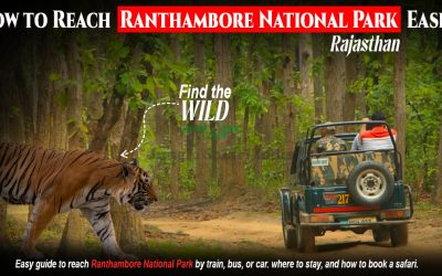 How To Reach Ranthambore National Park Easily How to Reach Ranthambore National Park Easily