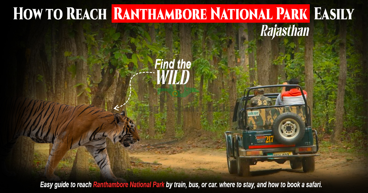 How to Reach Ranthambore National Park Easily