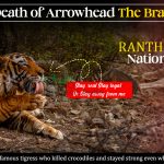 Life and Death of Arrowhead The Brave Tigress