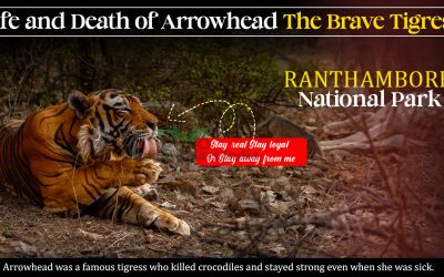 Life And Death Of Arrowhead: The Brave Tigress Life and Death of Arrowhead The Brave Tigress