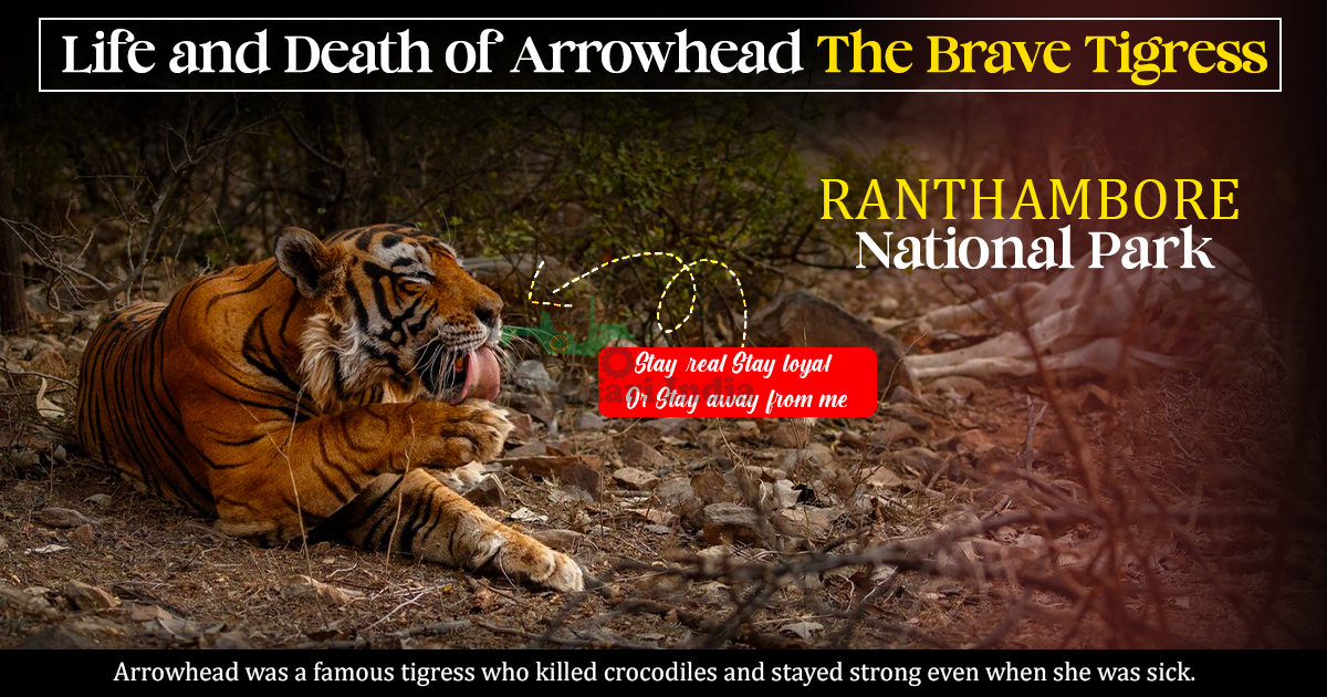 Life and Death of Arrowhead The Brave Tigress