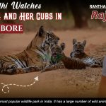 Rahul Gandhi Watches Tigress T-84 and Her Cubs in Ranthambore