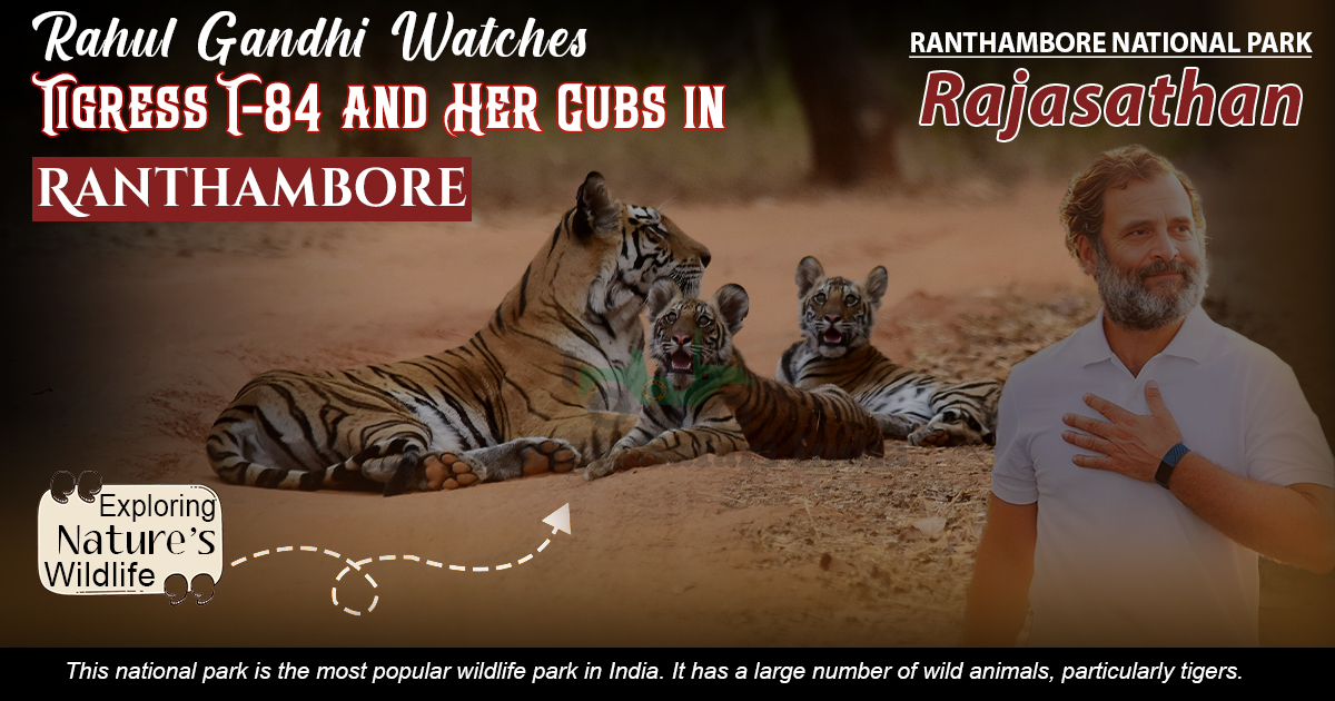 Rahul Gandhi Watches Tigress T-84 and Her Cubs in Ranthambore