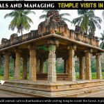 Saving Animals and Managing Temple Visits in Ranthambore