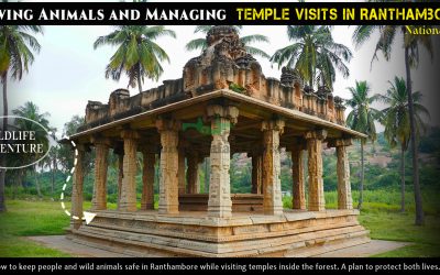 Saving Animals And Managing Temple Visits In Ranthambore Saving Animals and Managing Temple Visits in Ranthambore