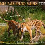 How Ranthambore Park Helped Sariska Tigers Come Back