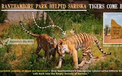 How Ranthambore Park Helped Sariska Tigers Come Back
