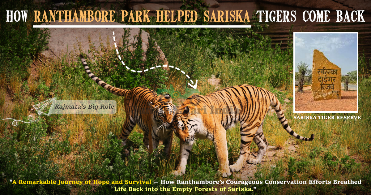 How Ranthambore Park Helped Sariska Tigers Come Back