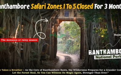 Ranthambore Safari Zones 1 To 5 Closed For 3 Months