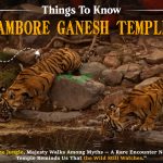Tiger Seen Near Ranthambore Ganesh Temple Path