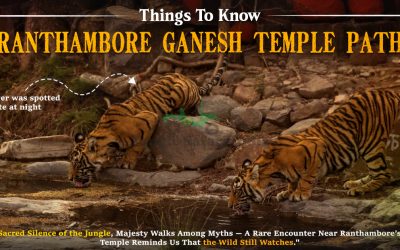 Tiger Seen Near Ranthambore Ganesh Temple Path Tiger Seen Near Ranthambore Ganesh Temple Path