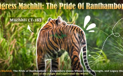 Tigress Machhli The Pride Of Ranthambore