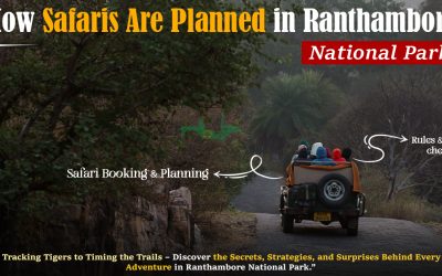 How Safaris Are Planned in Ranthambore