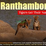 How Ranthambore Tigers Get Their Names