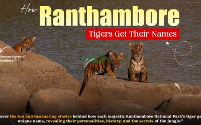 How Ranthambore Tigers Get Their Names