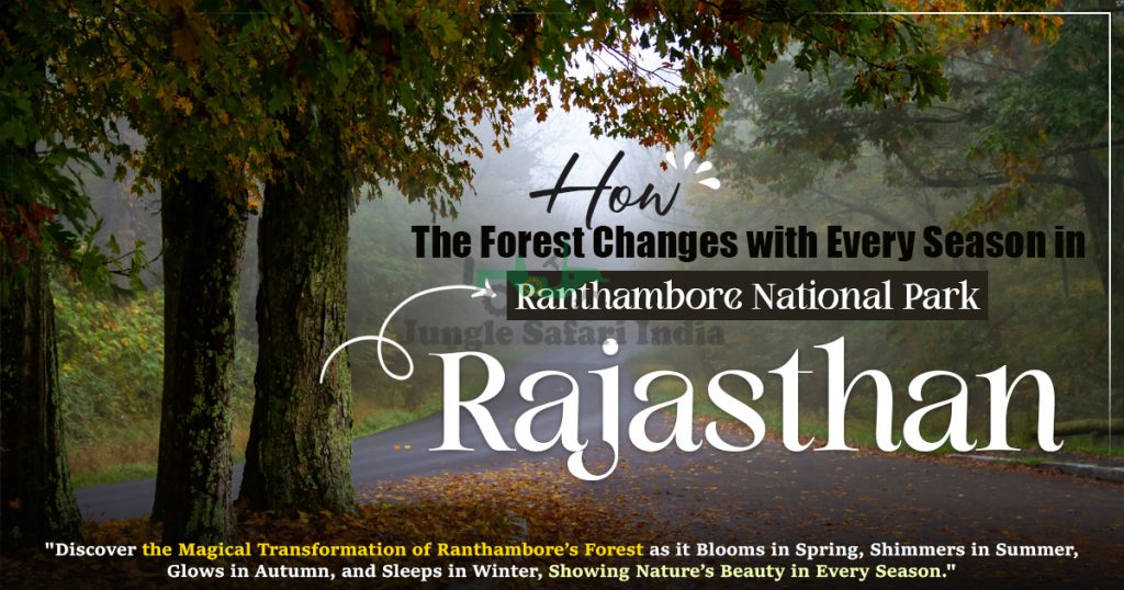 How the Forest Changes with Every Season in Ranthambore