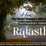 How the Forest Changes with Every Season in Ranthambore