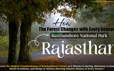 How the Forest Changes with Every Season in Ranthambore