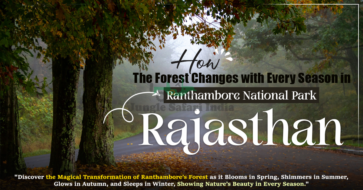How the Forest Changes with Every Season in Ranthambore