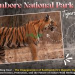 Ranthambore National Park Tigers Go Missing