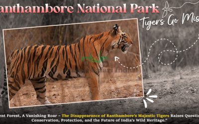 Ranthambore National Park Tigers Go Missing