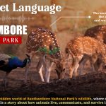 The Secret Language of Animals in Ranthambore