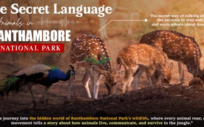 The Secret Language of Animals in Ranthambore