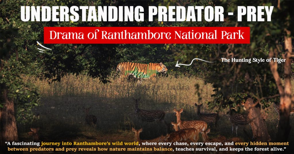 Understanding Predator - Prey Drama of Ranthambore