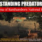 Understanding Predator - Prey Drama of Ranthambore
