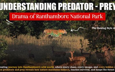 Understanding Predator - Prey Drama of Ranthambore