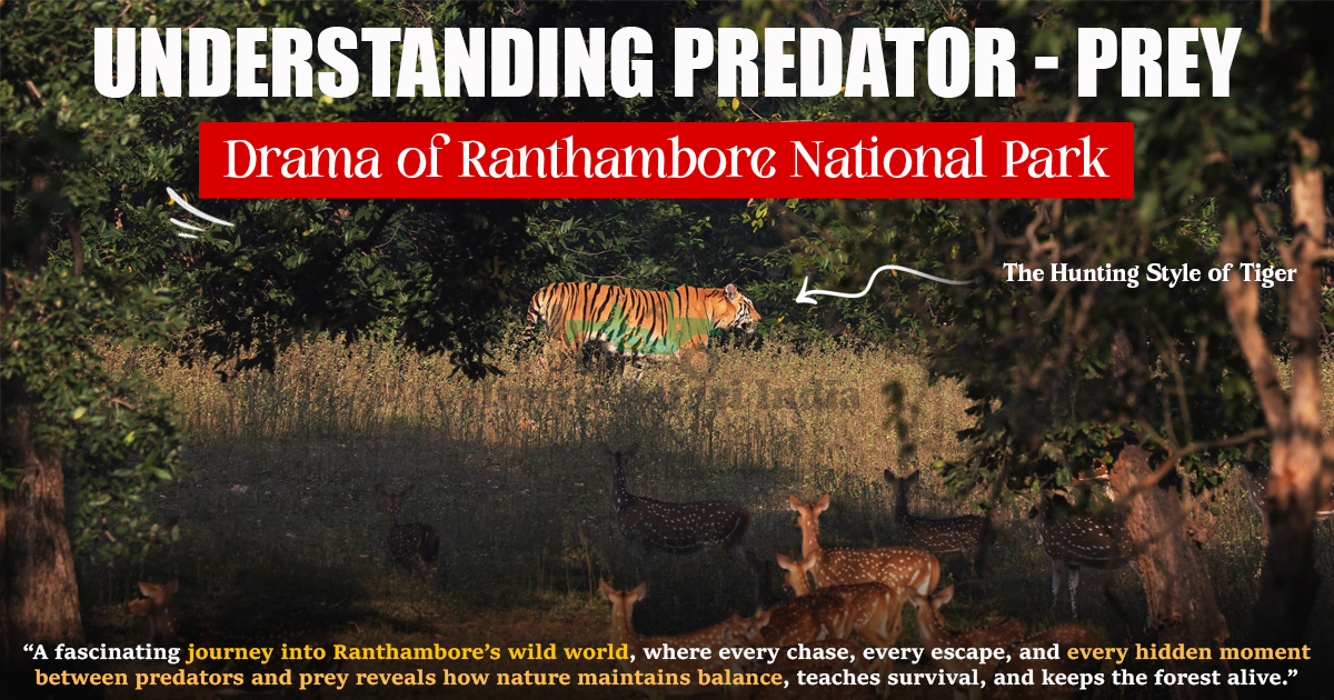 Understanding Predator - Prey Drama of Ranthambore