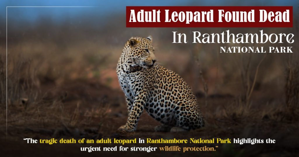 Adult Leopard Found Dead In Ranthambore National Park