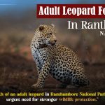 Adult Leopard Found Dead In Ranthambore National Park
