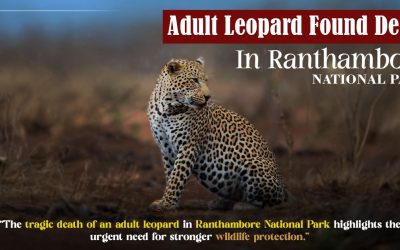 Adult Leopard Found Dead In Ranthambore National Park