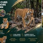 TIGER MOVES CUBS
