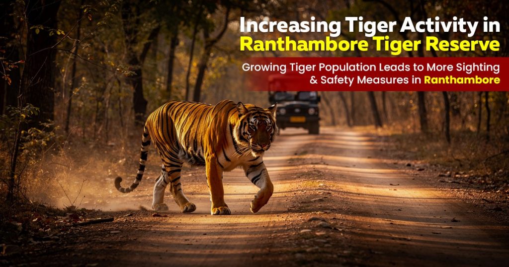 Increasing Tiger Activity In Ranthambore Tiger Reserve